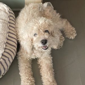 Meet your Posher, Joshua